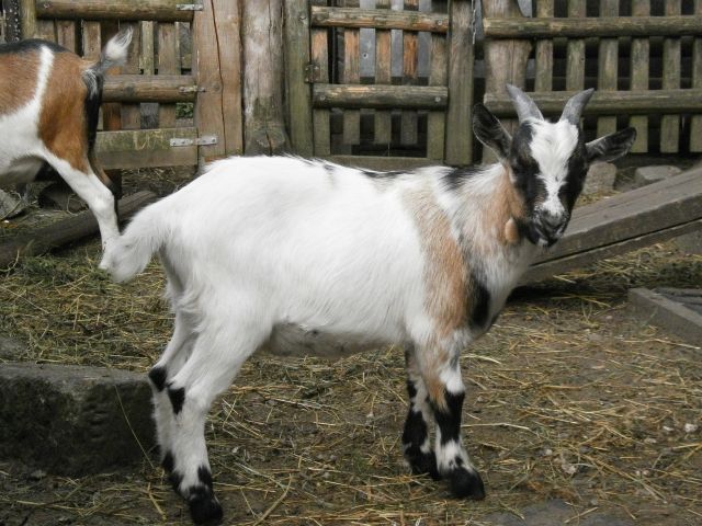 Afrikanischer Zwergziegenbock zu verkaufen ♂ - Nutztiere - Markranstädt OT Räpitz