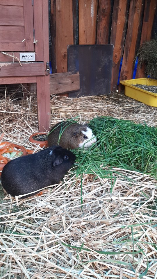 2 Meerschweinchen suchen neues Zuhause - Nagetiere - Bonn