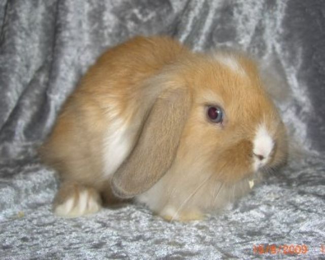 Miniwidder, Löwenwidder, Rexwidder BA/BAT, ST, HT,..... - Hasen Kaninchen - langenau