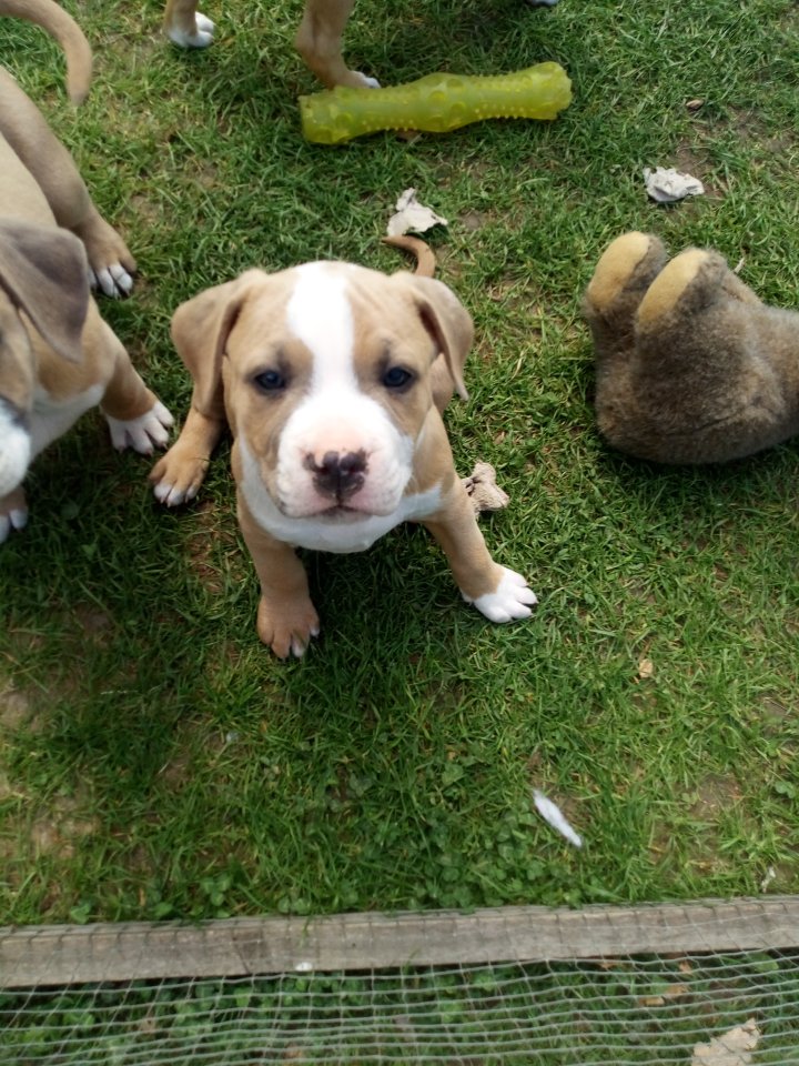 Verschmuste Amstaff -Boxer Welpen suchen ihren Mensch! - Hunde - 