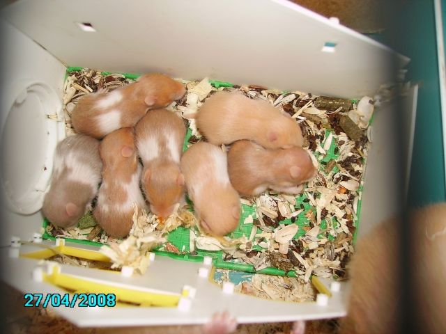 Süsse Teddyhamster Babys - Hamster - Niederkassel