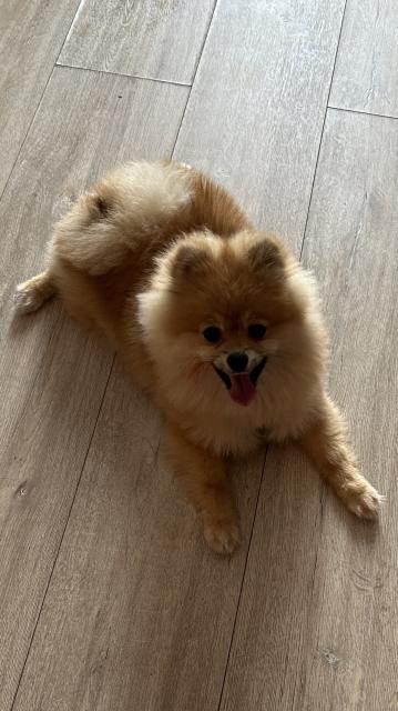 Pomerianien  6 Monate Weibchen  - Hunde - Berlin