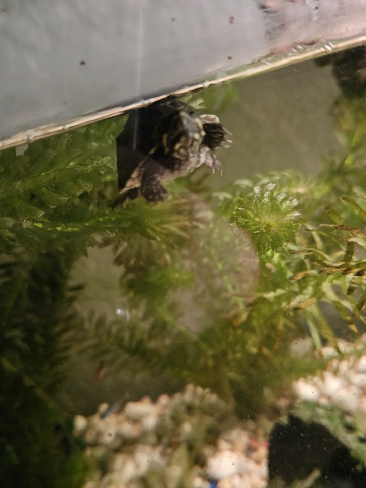 2 Wasserschildkröten - Reptilien - Bad Krozingen