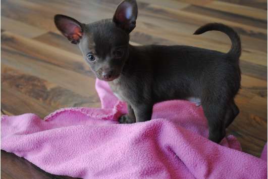 Chihuahua welpe - Hunde - Hannover