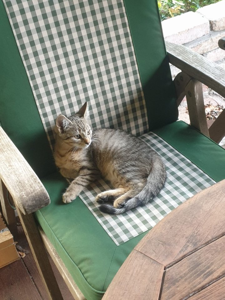 Kätzchen braun/grau gestreift abzugeben - Katzen - Kremmen