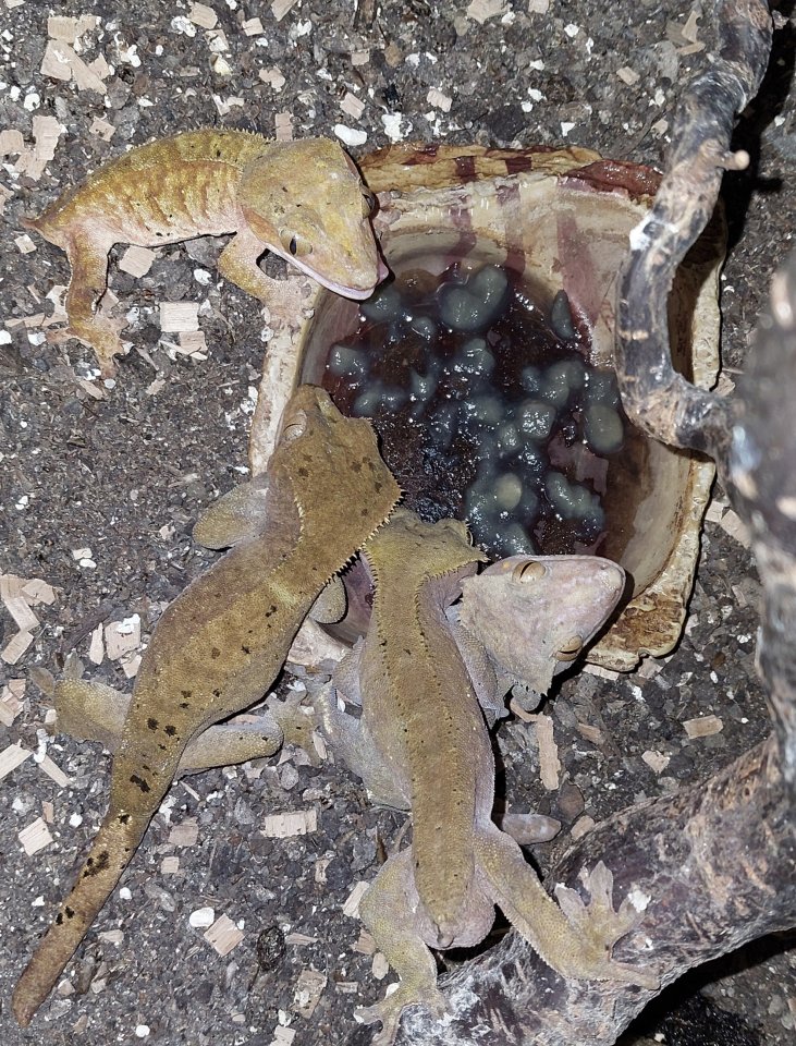 Verkaufe 4 x Kronengecko - Reptilien - Lahnau
