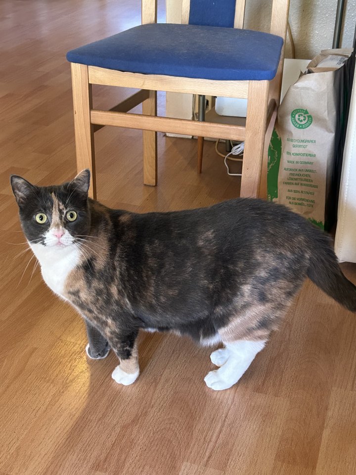 Glückskatze in gute Hände abzugeben - Katzen - Hamburg