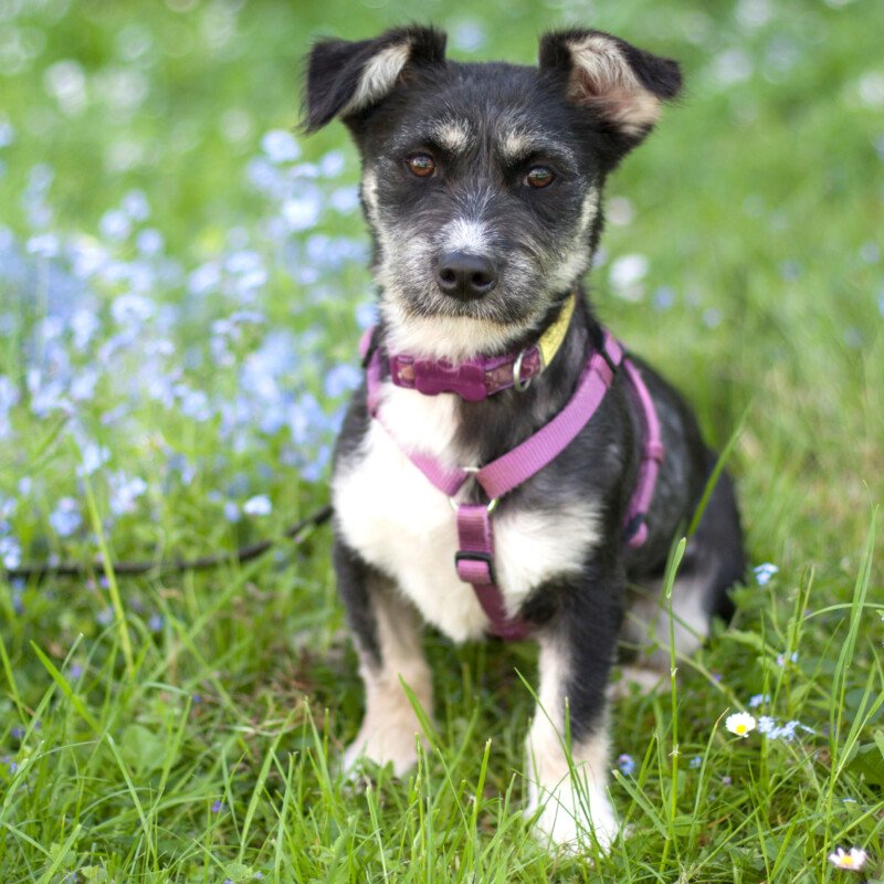 ELKE -  weiblich  7 Monate  30 cm  9 kg  Mix  Gechipt  Kastriert  Katzenfreundli - Hunde - Lauf an der Pegnitz