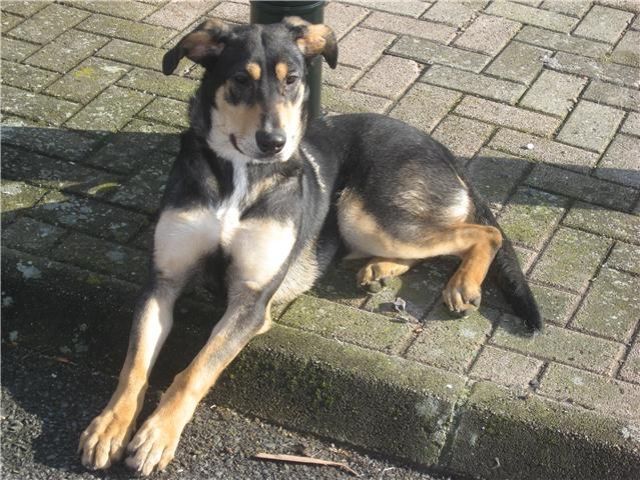 Retten Sie GAIA Beauceron /Schäferhündin 1 Jahr - Tiere In Not - München