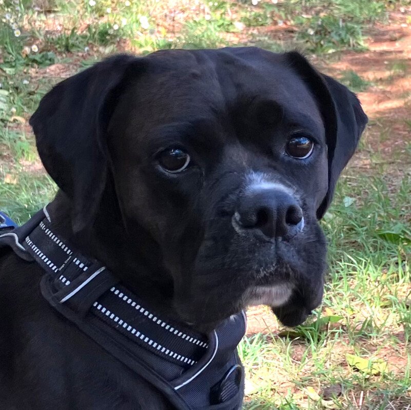 BLACK ABBY - weiblich  5 Jahre  50 cm  19 kg  Boxer-Mix  Gechipt  Kastriert - Hunde - Lauf an der Pegnitz