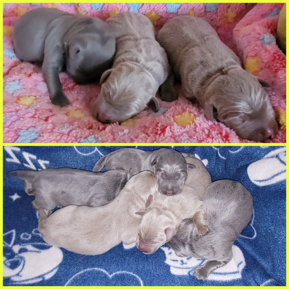 Labrador Welpen mit Papiere - Hunde - Neubrandenburg