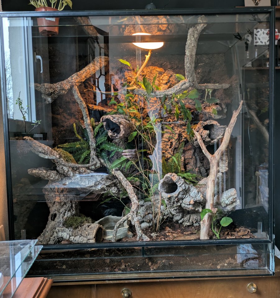 2 Kornnattern mit Terrarium - Reptilien - Alfeld (Leine)