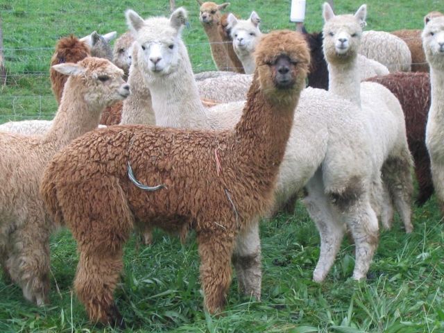 Alpacas zu verkaufen - Sonstige Nutztiere - Bichwil SG Schweiz