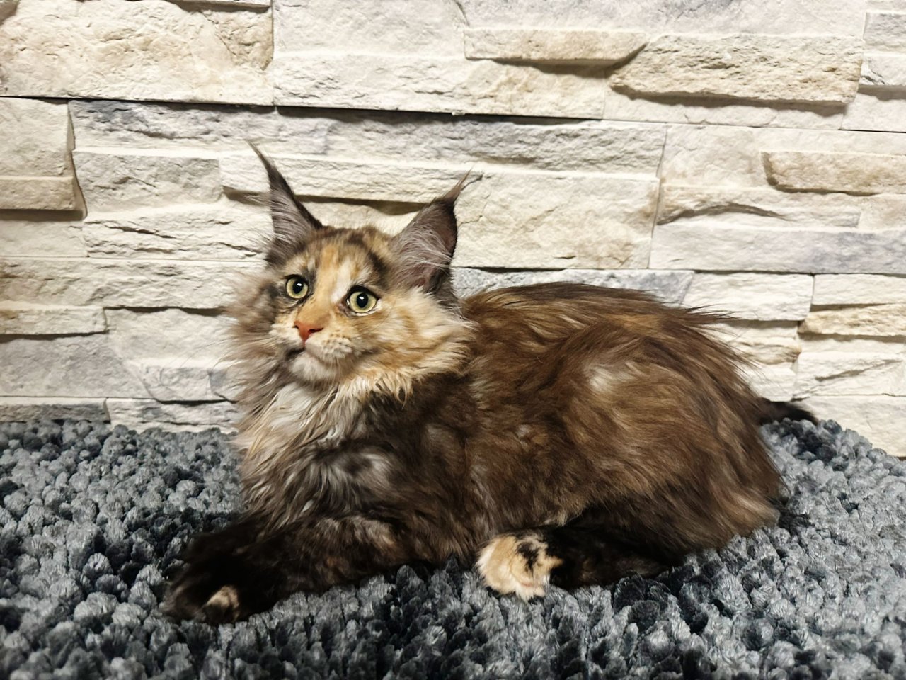 Main Coon Kitten suchen ein neues Zuhause - Katzen - Wurzen Nitzschka