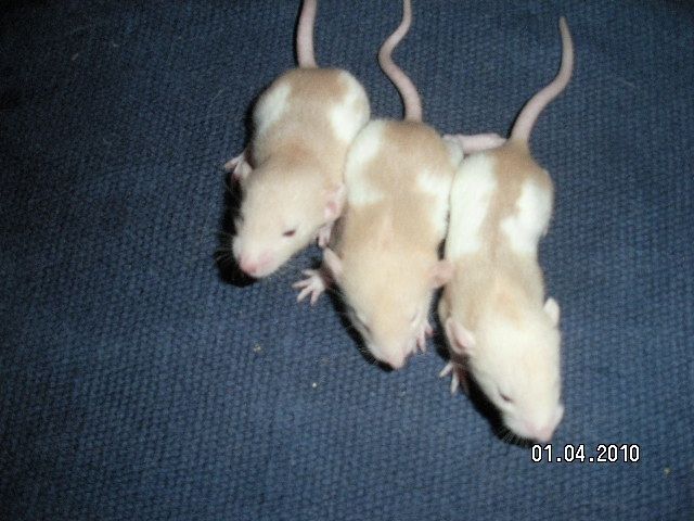 Rattenbabys suchen schönes neues zuhause - Ratten - Linden