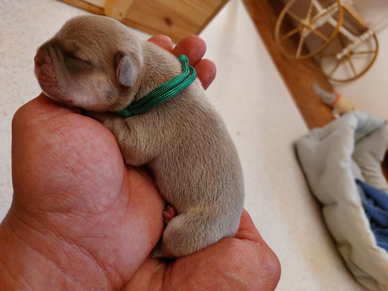 Welpen Französische Bulldoggen - Hunde - Liebenburg