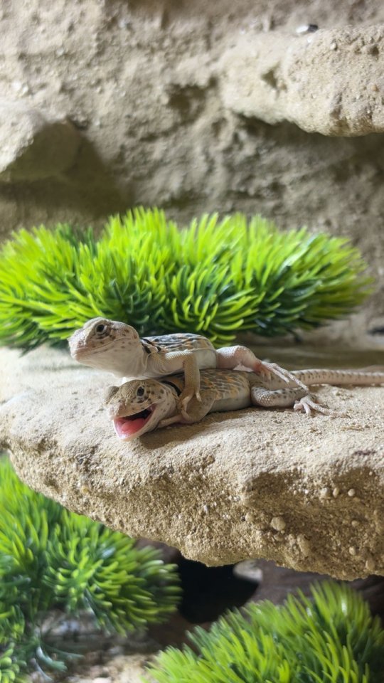 Crotaphytus collaris collaris (Halsbandleguan) - Reptilien - Niedernhall