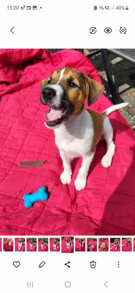 3 reinrassige Jack Russell Rüden - Hunde - Frielendorf