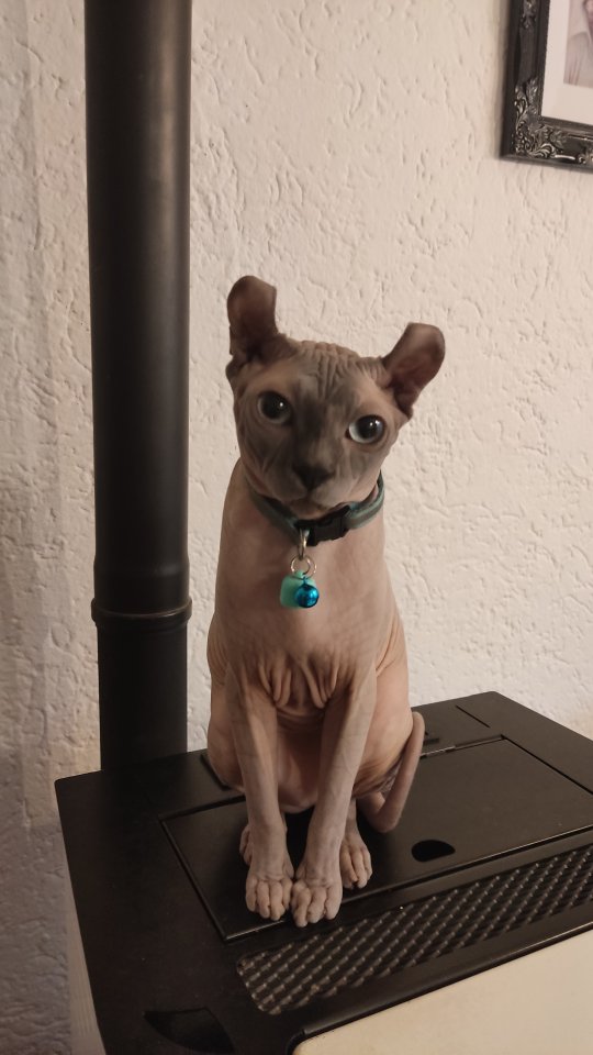 Wunderschöner versmuster Sphynx Elf Kater - Katzen - Cham