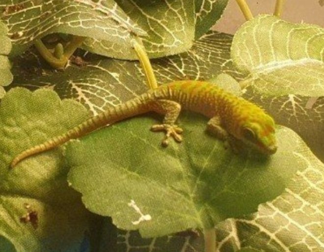 Phelsuma Grandis Jungtiere 2023 - Reptilien - Hösbach