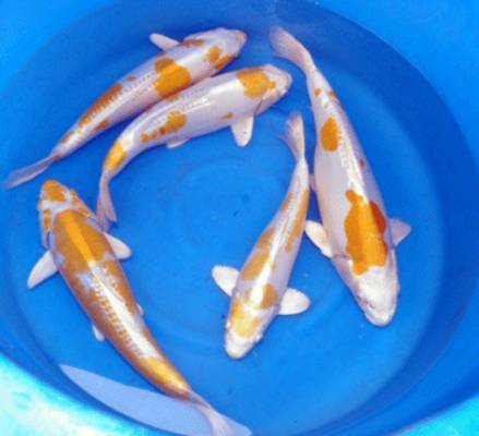 Onlineshop für Koi und Teichfische // Fa.Fördefisch - Fische - Handewitt