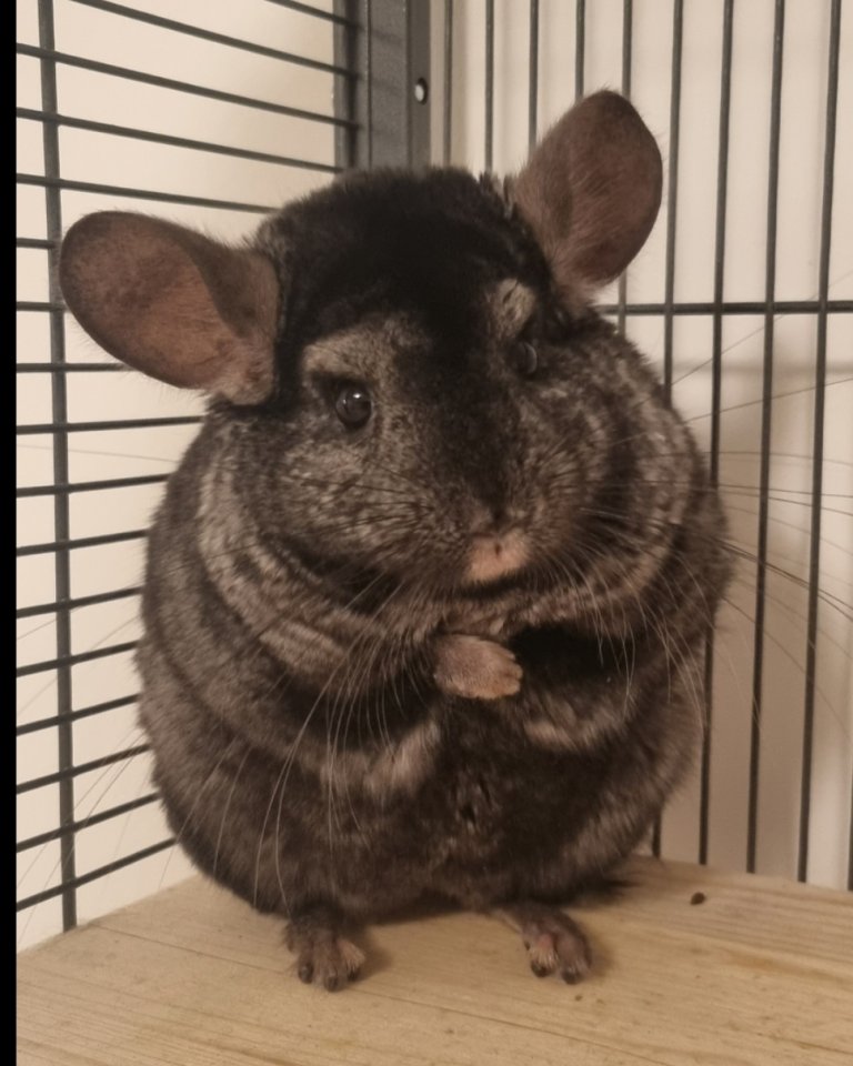 2 Chinchilla Männchen zu verkaufen - Nagetiere - Duisburg