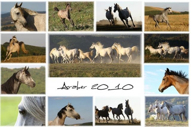 Pferdekalender- Verkauf für den Schutzhof - Pferde - Grünstadt