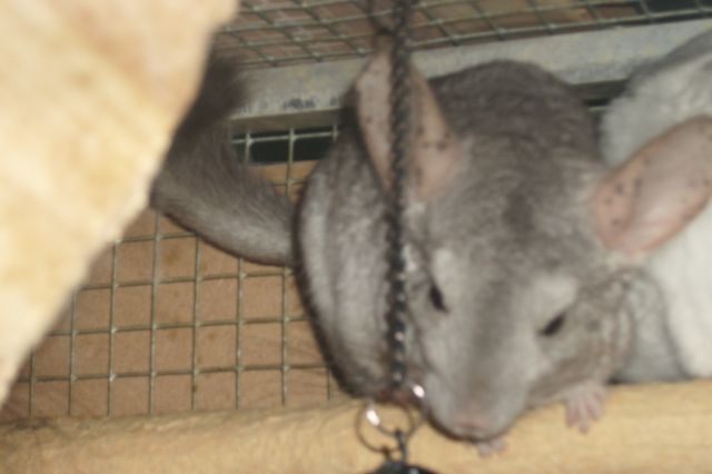 Chinchilla Böckchen abzugeben, beige mit Sommersprossen auf den Öhrchen, 1,5 J - Nagetiere Allgemein - Dortmund