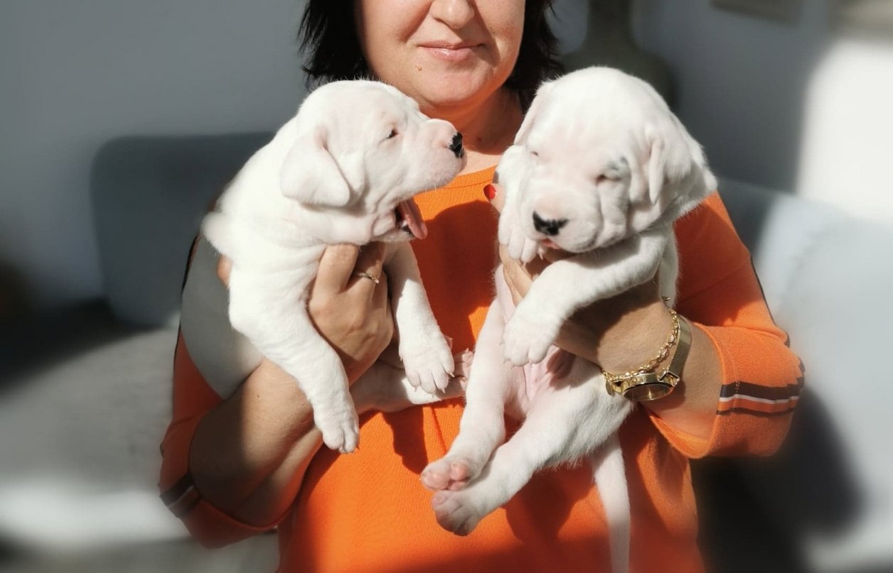 Dogo Argentino Welpen - Hunde - Warendorf
