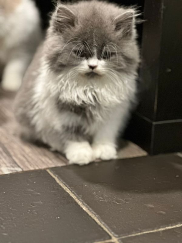 Reinrassige BLH Kitten mit Ahnentafel - Katzen - Bad Salzuflen