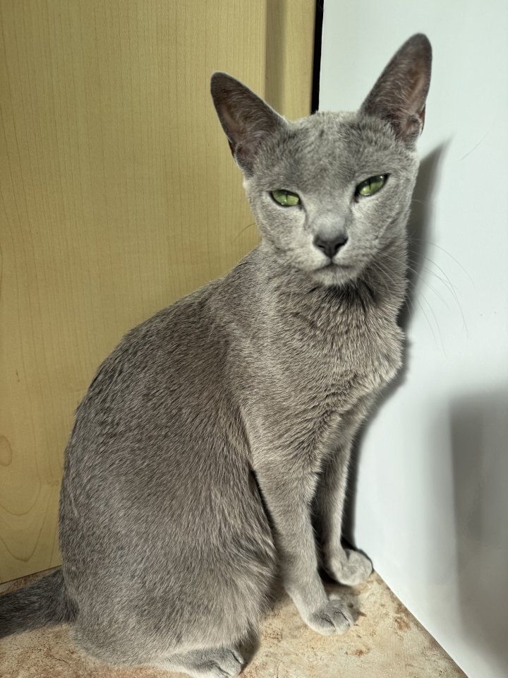 Russisch Blau Kitten - Katzen - Rheinböllen