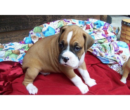 Reinrassige Boxer-welpen - Hunde - Hannover