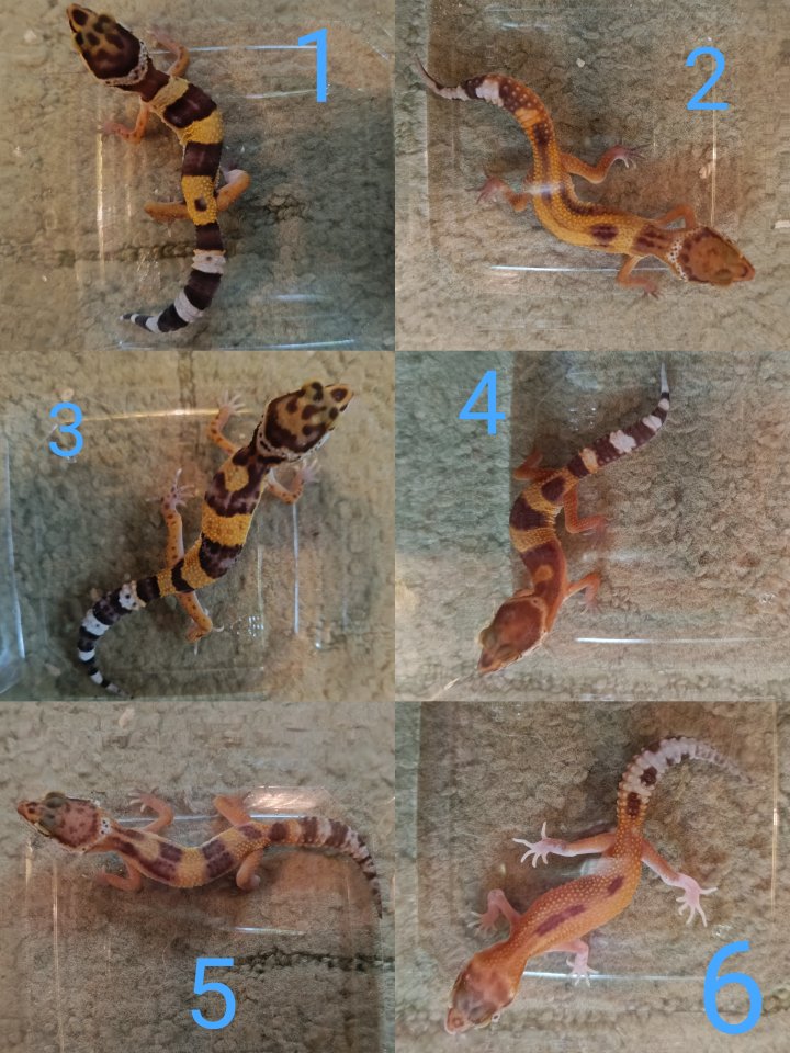 Leopardgecko Weibchen Nachzuchten - Reptilien - Wedemark
