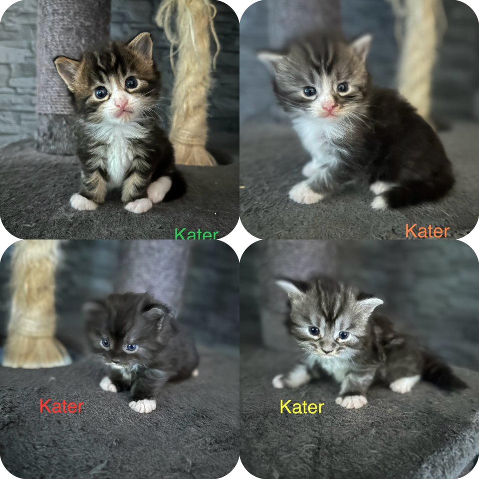 4 Maine Coon Kitten Kater - Katzen - Kiel