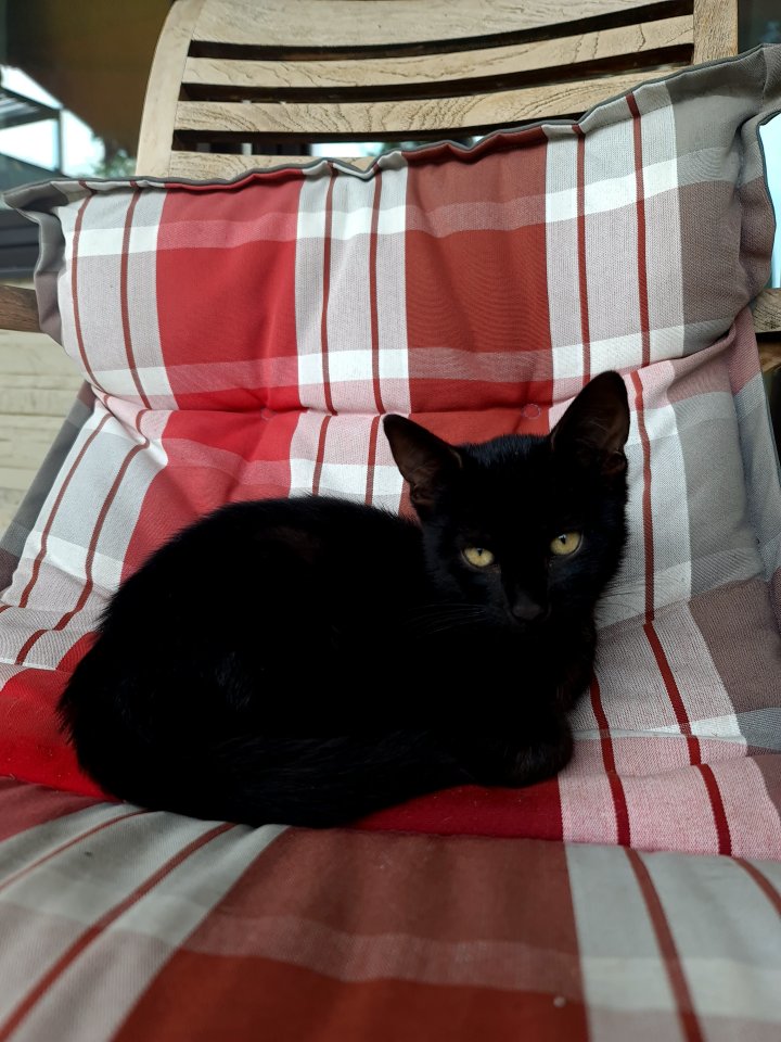 13 Wochen alte Kätzchen - Katzen - Eckental