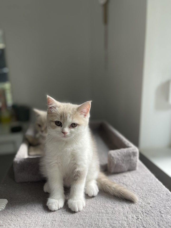 Süße British Kurzhaar Kitten - Katzen - Wäschenbeuren