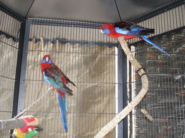 Penanntsittich nur paarweise abzugeben - Voegel - Grevenbroich