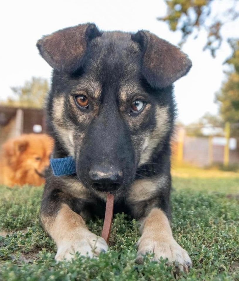 Elios ist ein freundlicher Familienhund mit tollen Augen - Hunde - Hünfelden