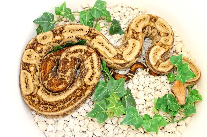 Wir geben ab aus eigener Nachzucht „B. c. i. CA Super Hypo Sonora 100% Het. eryt - Reptilien - Willich