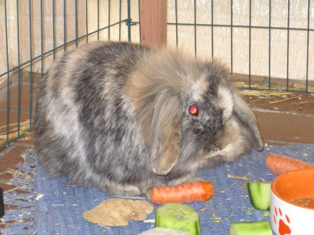 Teddy-Löwenkopf-Zwergkaninchen in Marburg - Hasen Kaninchen - Marburg