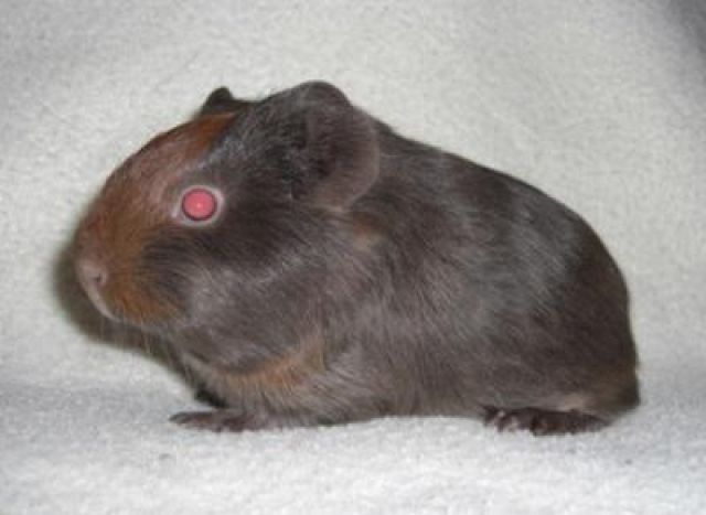 Glatthaar Baby abzugeben - Meerschweinchen - Offenbach am Main