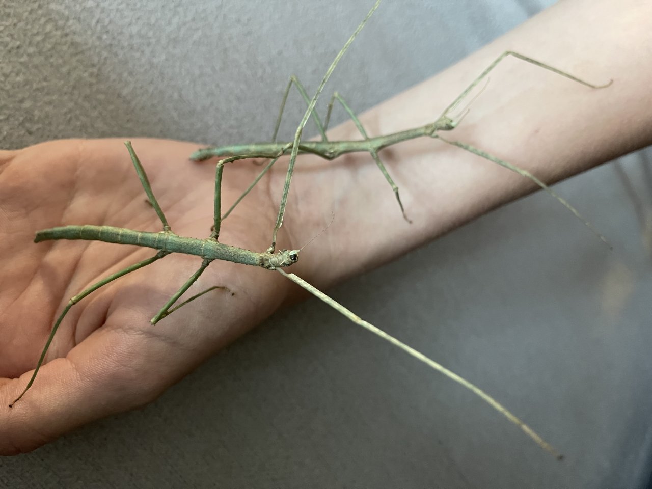 Stabheuschrecken lebende Äste - Insekten - Castrop