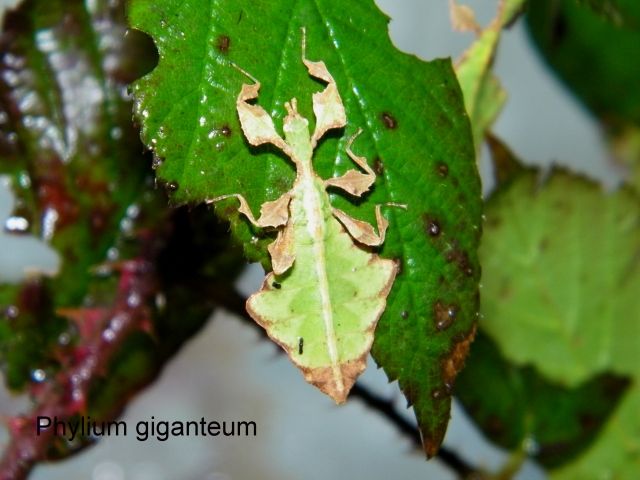 Phylium giganteum   Wandelnde Blätter abzugeben  - Insekten - Altenburg