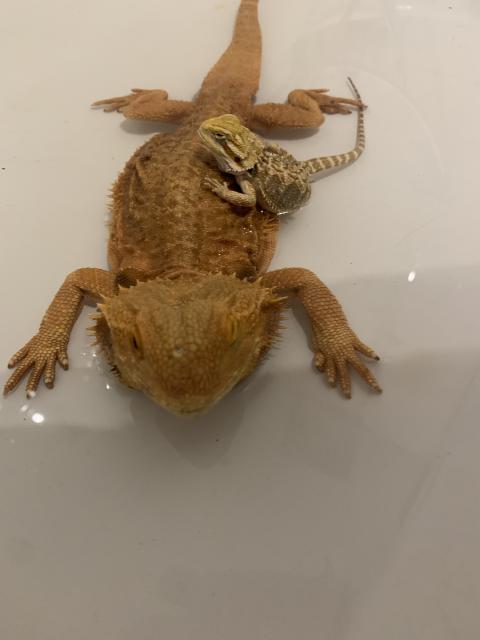 Baby Bartagame - UrinSxtAszSK