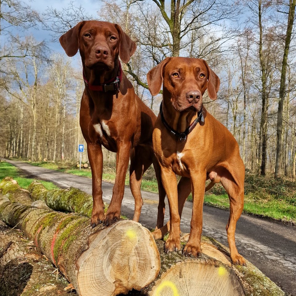 Pigmentstarke Livernose Rhodesian Ridgeback Welpen - Hunde - Achern