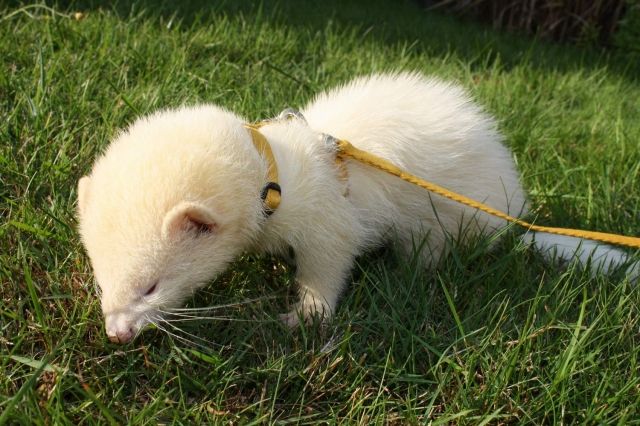 Frettchen Albino Rüde sucht neues schönes Zuhause! - Frettchen - Harsefeld