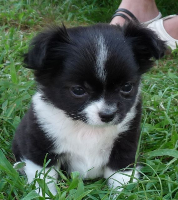 Chihuahuawelpen - Hunde - Rülzheim