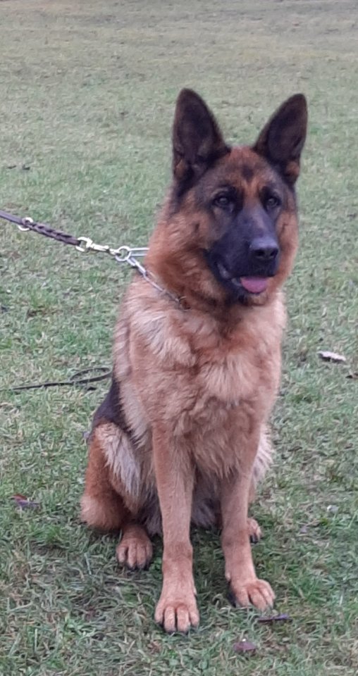 Sehr schöne schwarz-braune Schäferhund - Hündin zu verkaufen. - Hunde - Weißenfels
