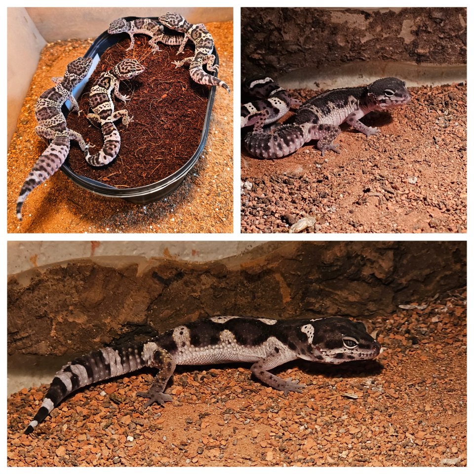 Leopardgecko Jungtiere - Reptilien - Köln