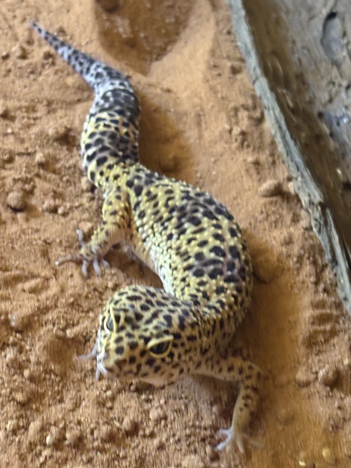 Leopard geckos mit terrarium und zubehör - Reptilien - offenburg